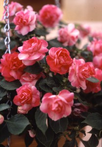 フィエスタ_スパークラーローズ