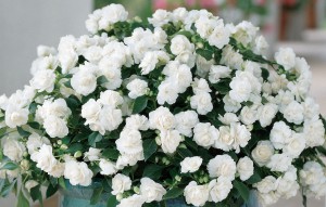 フィエスタ_オーレ_バニラ3