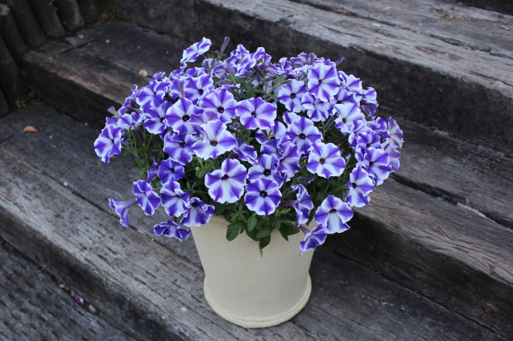 6412PET_BlueStarDust_D3