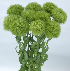 テマリソウ_2010