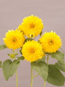 HEL　レモネード