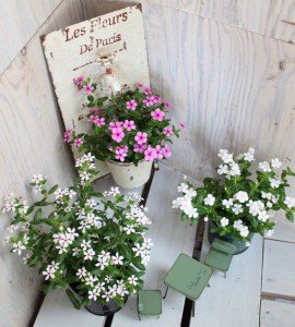 ミニナツディスプレイ