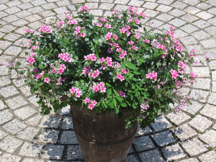 ミニナツ鉢画像