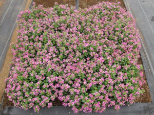 ミニナツ8月23日