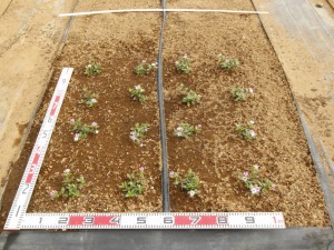 ミニナツ5月27日