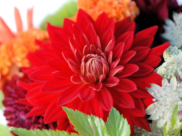 ダリア「ネッショウ」のアレンジ