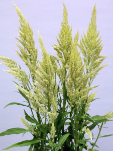 0364_シルフィード