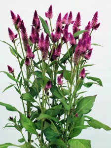 0365_ルビーパフェ