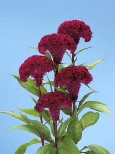 0340_ボンベイチェリー