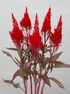 0357_サンデーレッド_2012