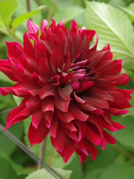 ダリア「コクチョウ」