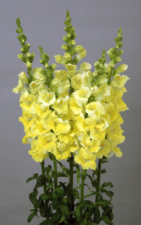 キンギョソウ　バタフライイエローⅡ