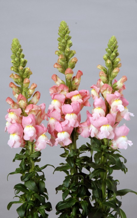 キンギョソウ コスタライトローズ