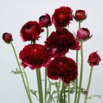 Ｐ118_ラナンキュラス_ミストラルブラックジャックのコピー