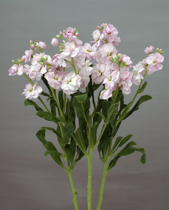 カルテットチェリー