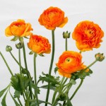 0463_アマンディントゥルーオレンジ___