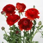 0461_アマンディンレッドのコピー