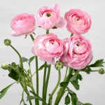 0462_アマンディンピンク