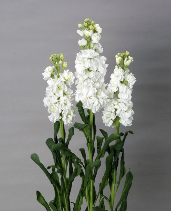 アローホワイト_