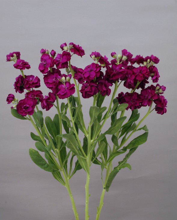 カルテットパープル