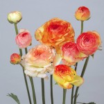 Ｐ118_ラナンキュラス_マリエイエローピコティのコピー