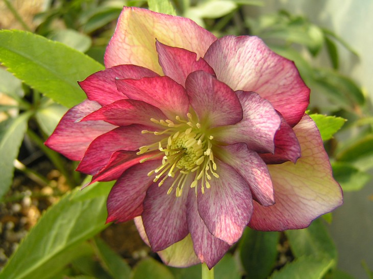 OLYMPUS DIGITAL CAMERA