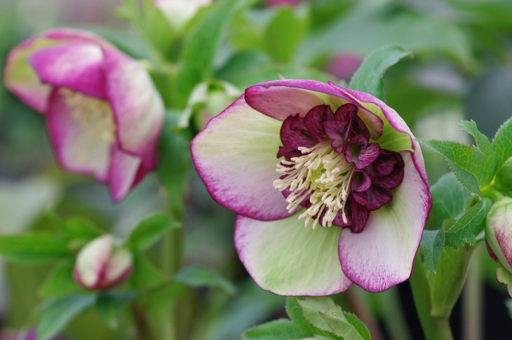 CHR_チェリーシフォンMAH_UP5