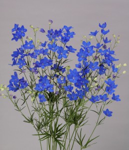 デルフィグランブルー