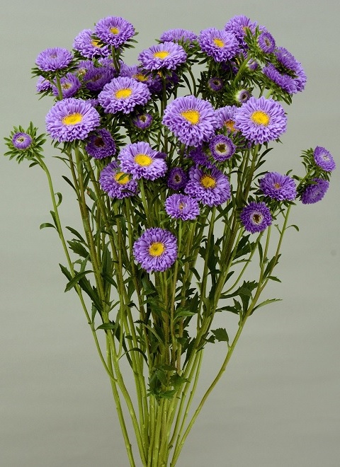 アスタージュリーブルー_480