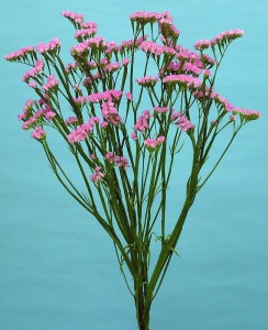 0196_アースピンク_2006_1