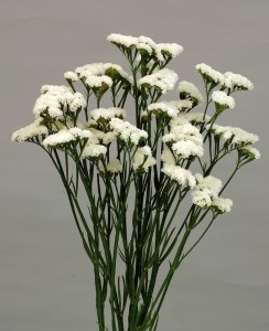 0202_クリアスノー_2009_