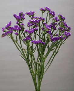 スターチスシニュアタ_トールブルー_1