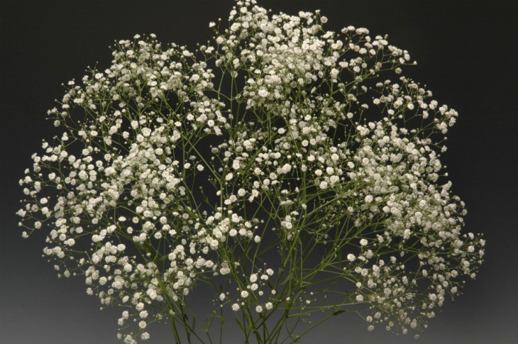 0158_アルタイルMD_2012