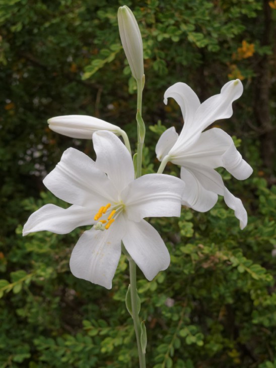 マドンナリリー