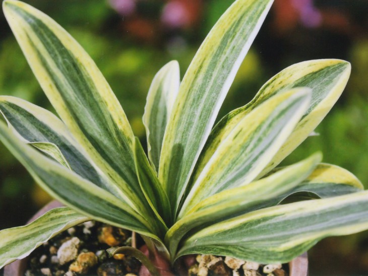 斑入りマドンナリリー