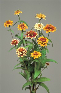 0306_ｼﾞﾆｱ　ﾍﾟﾙｼｬﾝｶｰﾍﾟｯﾄ