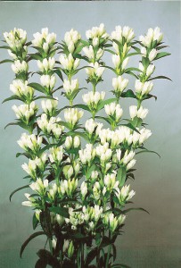 ホワイトベル２号