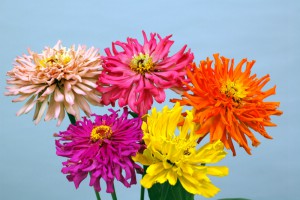 0304_ﾊﾞｰﾋﾟｰﾐｯｸｽ