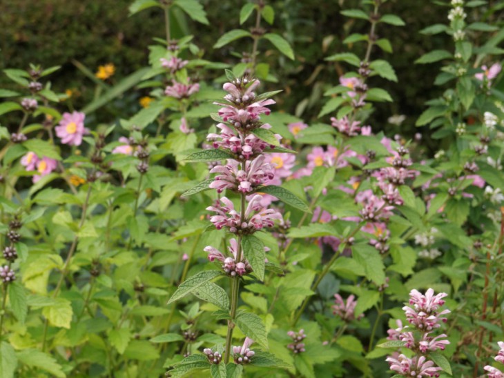 キセワタ キセワタ