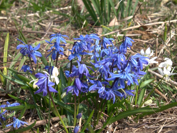 シラー・シビリカ