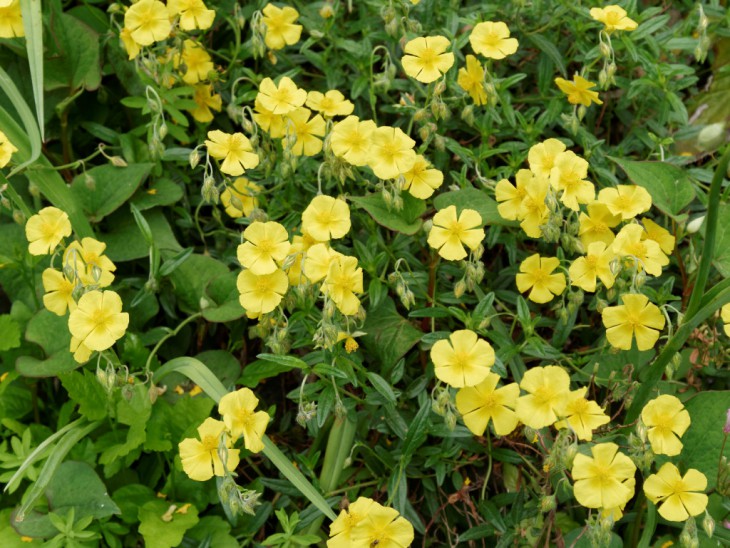 ヘリアンセマム