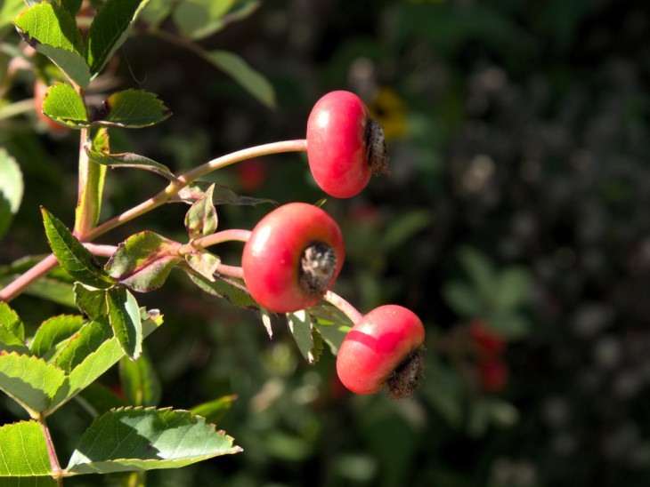 バージニアナの実 バージニアナの実