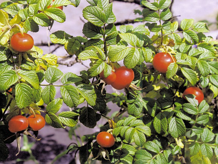 ハマナスの実 ハマナスの実