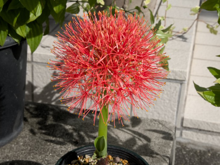 ハエマンサス・ムルチフロラス ハエマンサス・ムルチフロラス