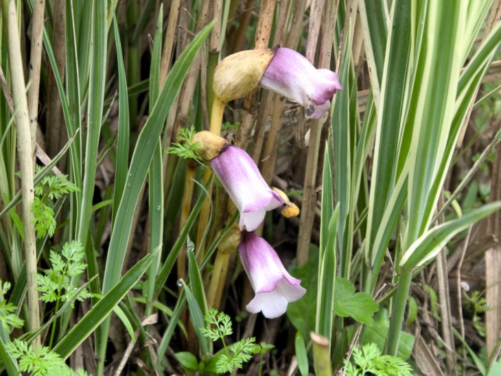 ナンバンギセル