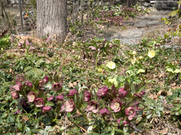 ミヨシのクリスマスローズ