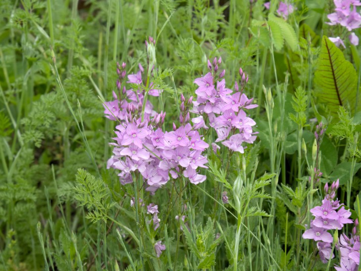 ベロニカ ミセスホルト