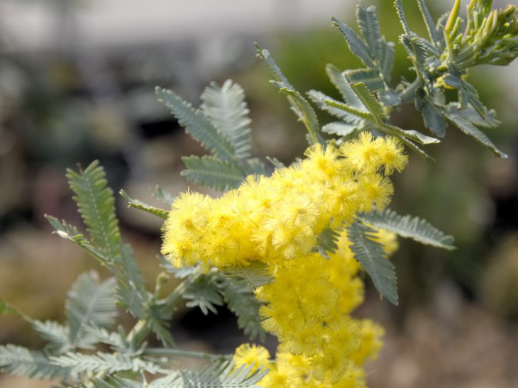 ギンヨウアカシア