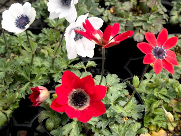 アネモネ・パボニナ アネモネ・パボニナ