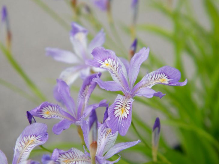 ヒメシャガ ヒメシャガ